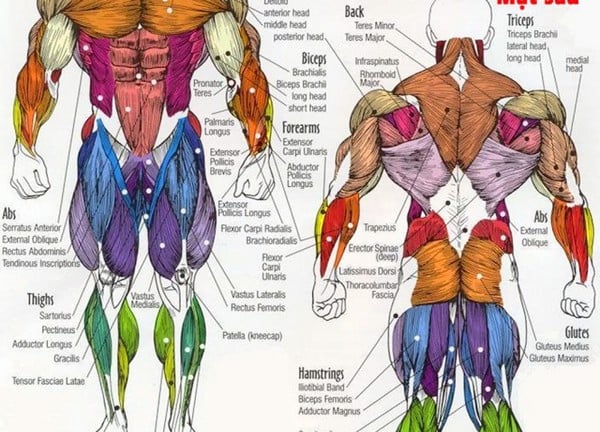 10 cơ bắp của toàn cơ thể
